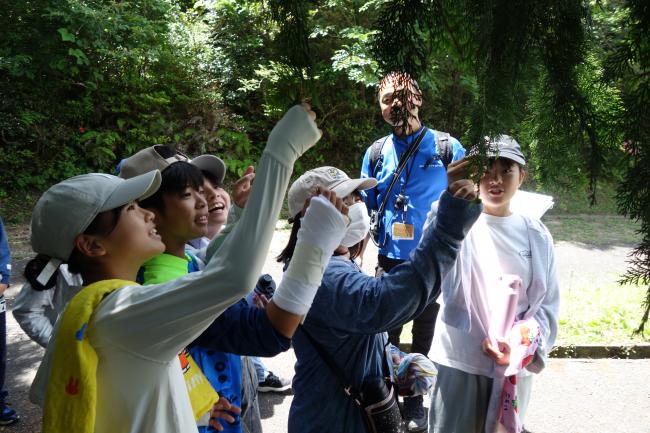 ヒノキを触ってにおいをかいでみよう！