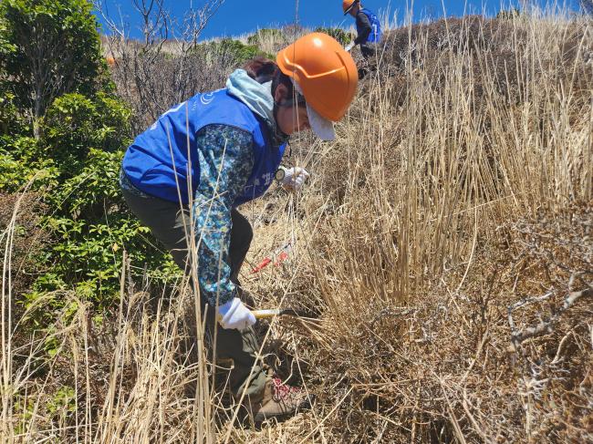 鎌を使ってススキを刈り取っていきます