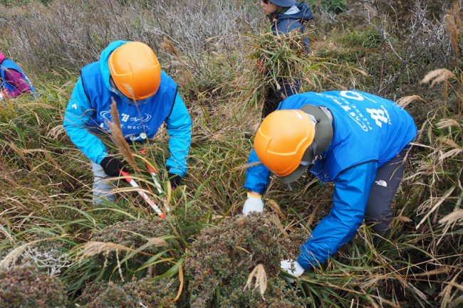 ミヤマキリシマをうまく避けながら支障木を伐採