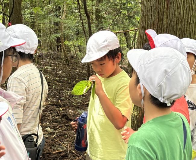 クロモジの葉は、どんな匂いがするかな?