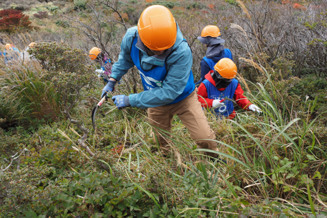 枝切りバサミや鎌を使いながら作業(芽かき作業)を進めていきます