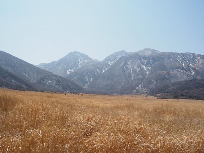 野焼き前の黄金色の湿原✨山肌には雪( *´艸｀)
