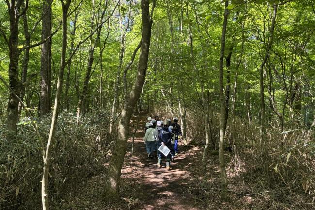 新緑に包まれた散策路を歩きます！