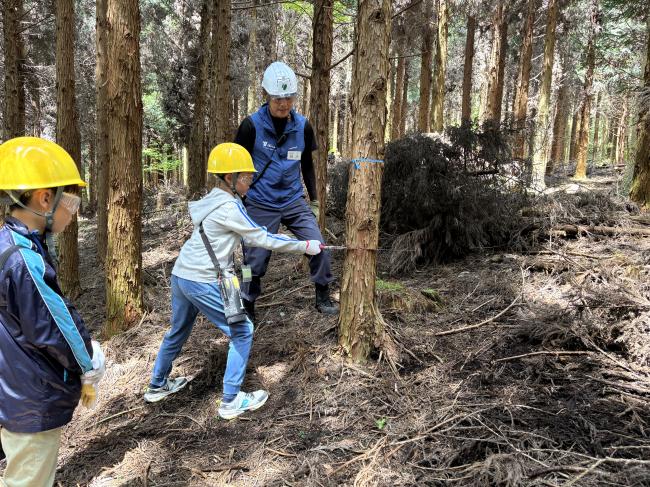 【林業体験】ノコギリを使って木を伐り倒す「間伐」を体験