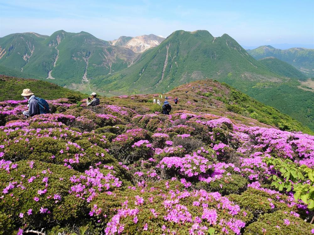 今年も平治岳のミヤマキリシマはきれいに咲きました！～2022年６月～ | くじゅう坊ガツル | 環境活動 | 九電みらい財団