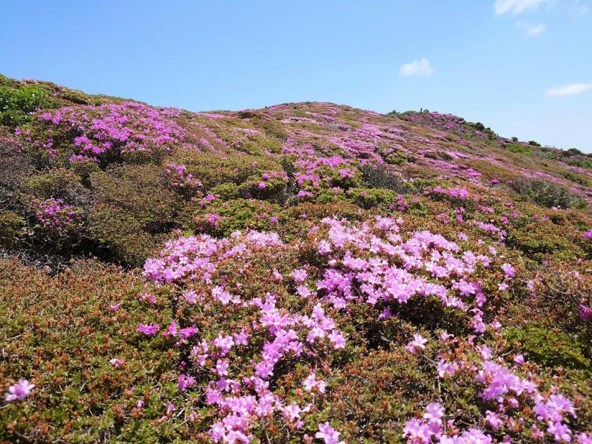 今年も平治岳のミヤマキリシマはきれいに咲きました！～2022年６月～ | くじゅう坊ガツル | 環境活動 | 九電みらい財団