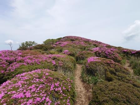 登山道の脇に咲くミヤマキリシマもキレイです